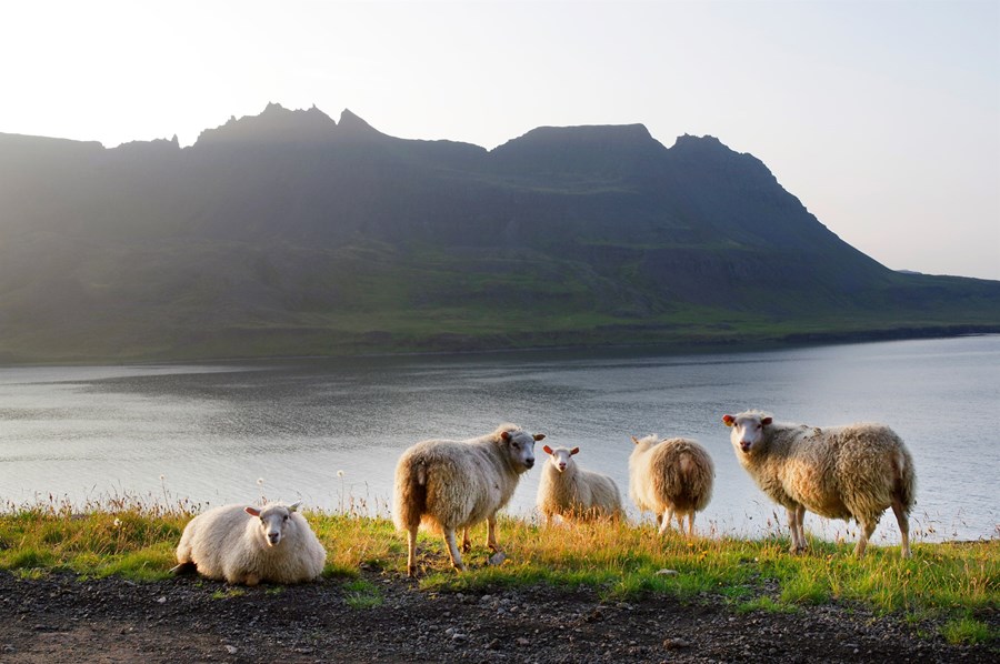 Bændasamtök Íslands Gáttin